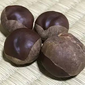 トチ特徴02
