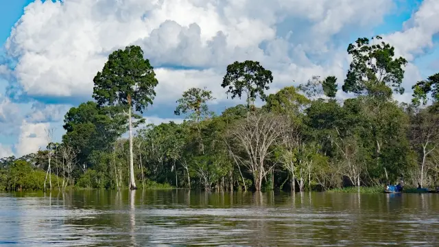 パープルハート特徴01