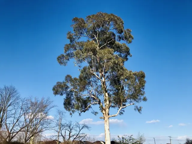 ユーカリ特徴01