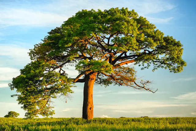 ウエンジ特徴01