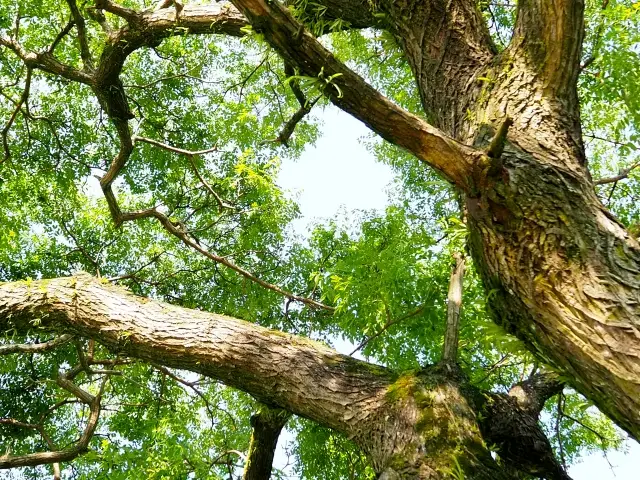 アフリカンマホガニー特徴01