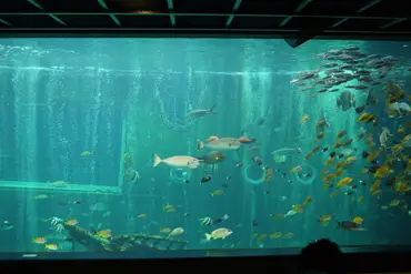 水族館.jpg