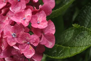 紫陽花.jpg