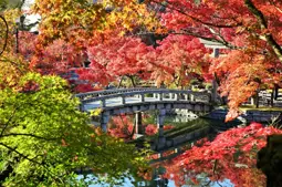 日本庭園 紅葉