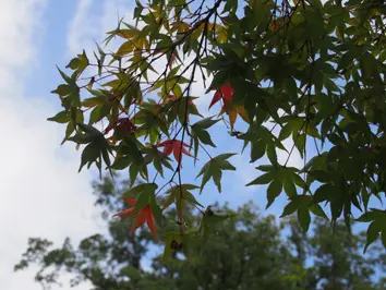 アイキャッチ画像