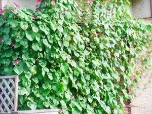 2018081505.jpg