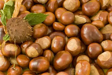 conkers-15186_1280 (2).jpg