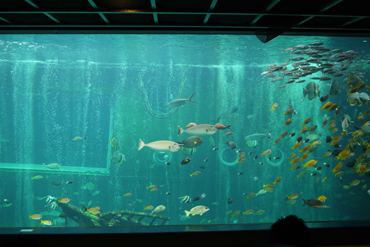 水族館.jpg