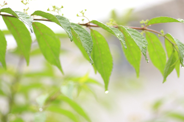 雨の恵み