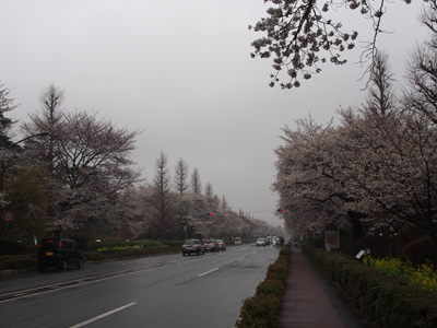 キッチンからの景色