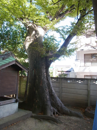 「大きな樹の下で」