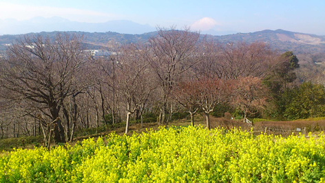 「木はまるで生き物の様」