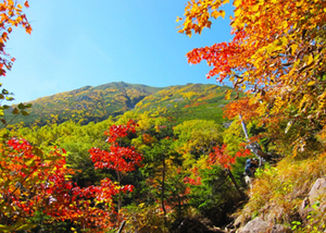 紅葉について