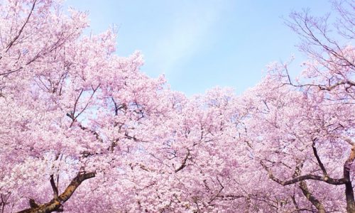 「木の深イイ話」-日本人のサクラへの思い-