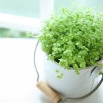 観葉植物の置き方やレイアウトのコツ