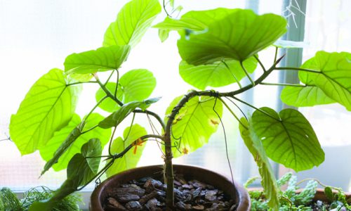 「大きな」観葉植物、お勧めは？