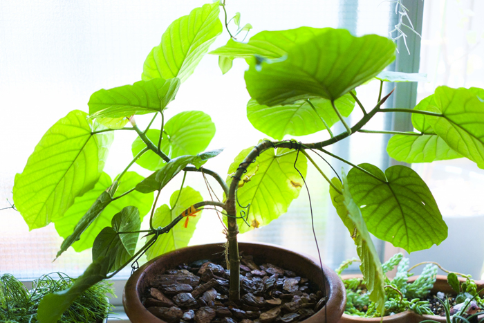 大きな 観葉植物 お勧めは オーダー家具 家具蔵 カグラ 年07月08日