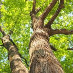 針葉樹文化と広葉樹文化の違い