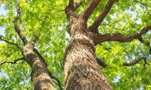 針葉樹文化と広葉樹文化の違い