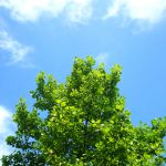 日本人と木の「長く、深い」関係とは？