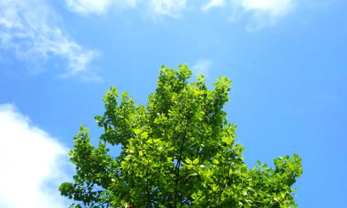 無垢材家具とSDGsの「良い関係」とは？