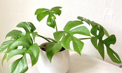 手軽にとりいれることのできる観葉植物は？