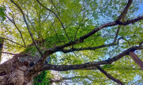 「木の香り」の正体、フィトンチッドとは？