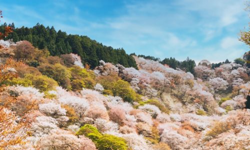 家具材のチェリーと日本の桜は違うのか？